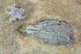 Beautiful Crinoid Plate - Three Species - Crawfordsville #94381-2